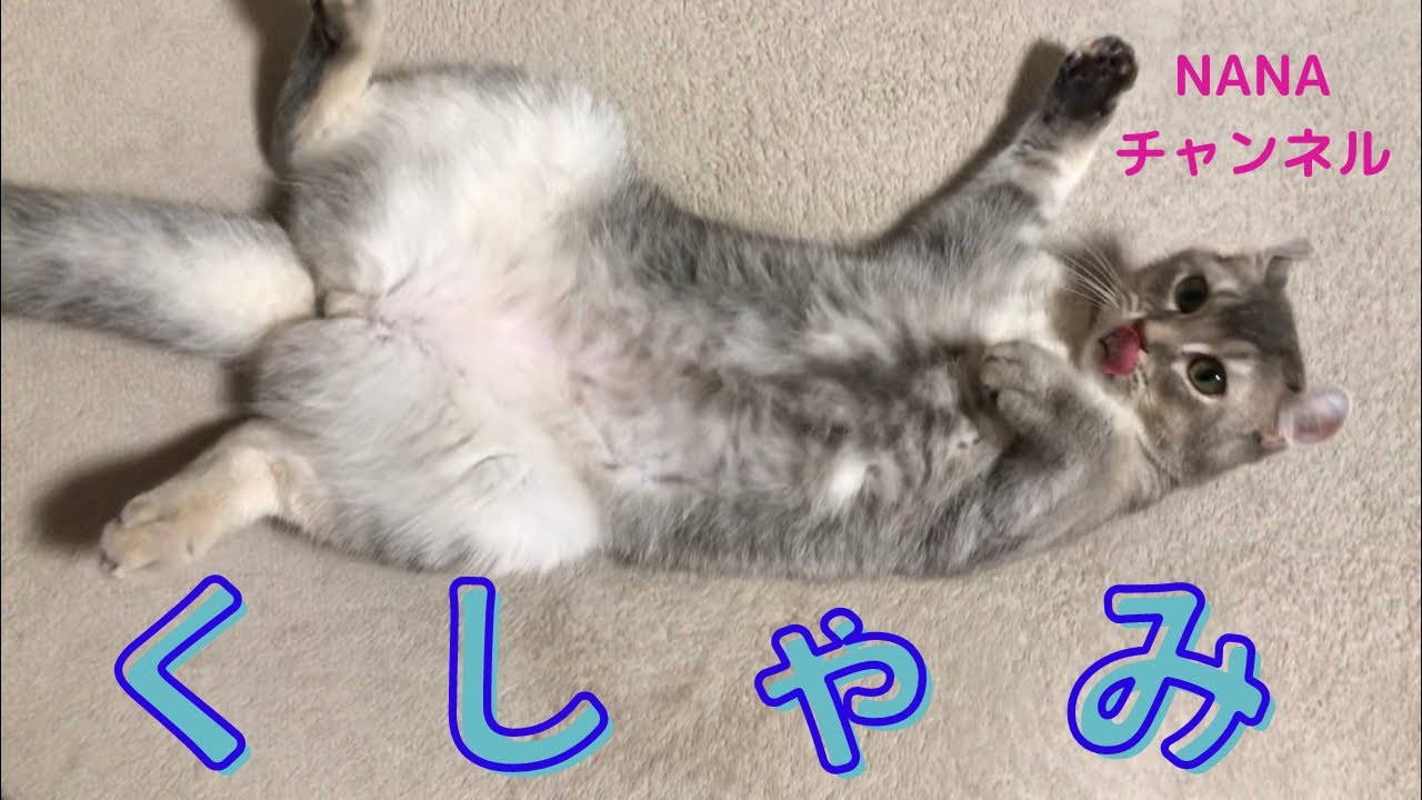 不意打ちのくしゃみが可愛すぎるNANA(アメリカンカール)