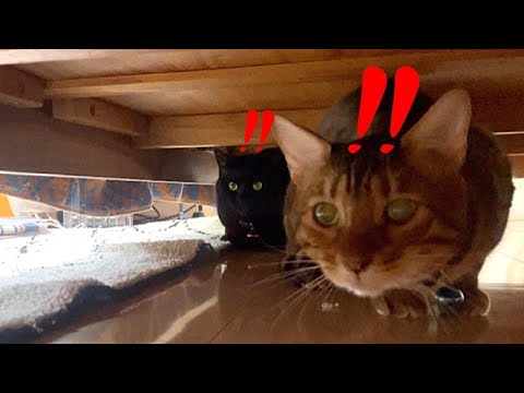 電気屋の業者さんに怯えまくるベンガル猫と黒猫