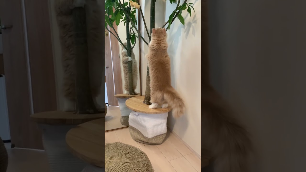 狩り×成功=ドヤ顔で素通りするねこ🐈  #スコティッシュフォールド #kitten  #catlove #funnycats