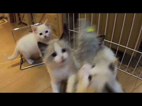 2022.10.24生まれのラグドール