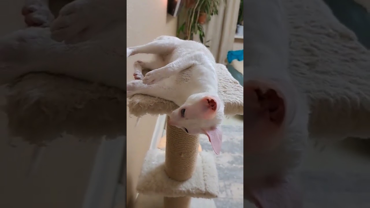 Cute Cornish Rex 😍 #cat #cornishrex #funny #new