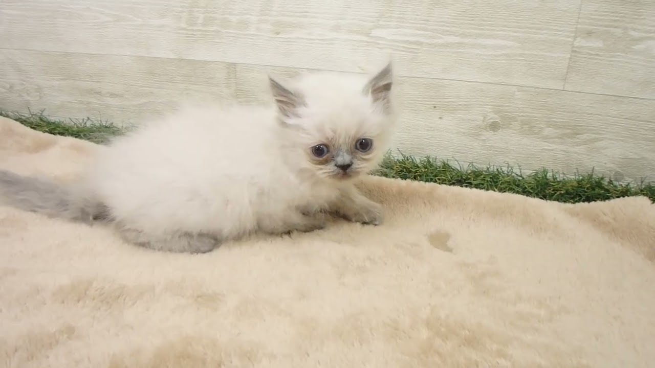 Coo&RIKU　No00573372 ヒマラヤン