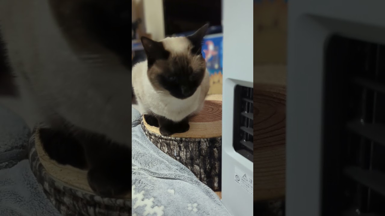後ろが気になるシャム猫🐈 - Cats - #Shorts