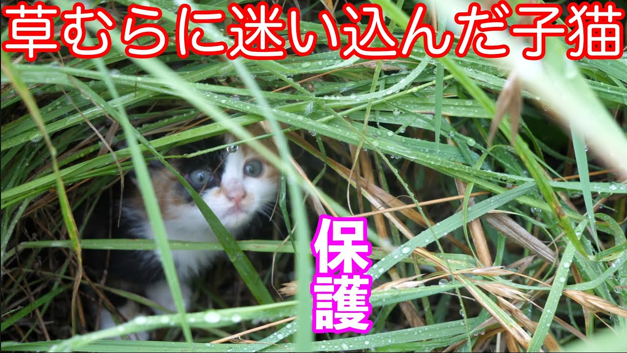 【保護猫】草むらにいた１ヶ月くらいの子猫を保護しました