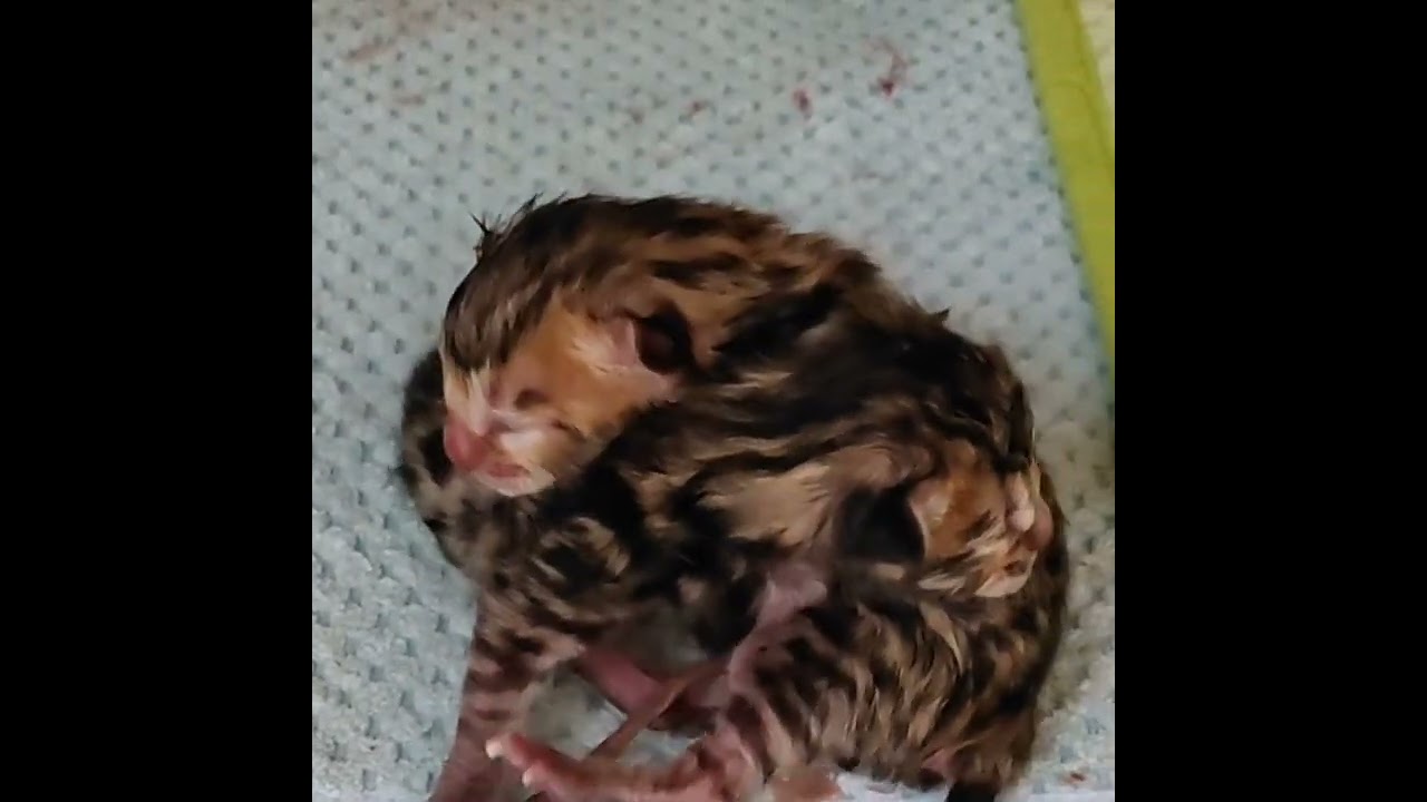 産まれたて子猫　ベンガルブリーダー