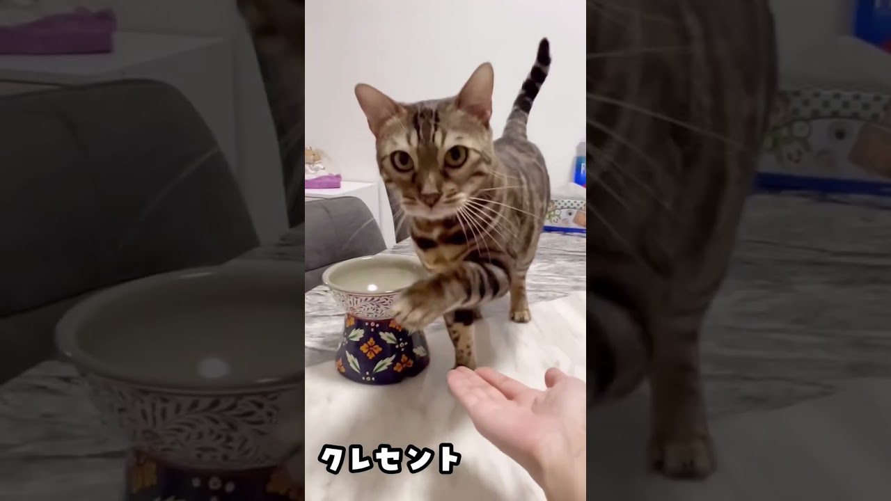 猫のお手が可愛すぎる【ベンガル スフィンクス猫】