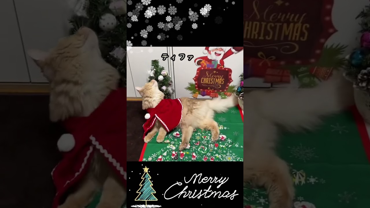 クリスマス🎄#shorts #ねこ #黒猫#ソマリ#キジトラ