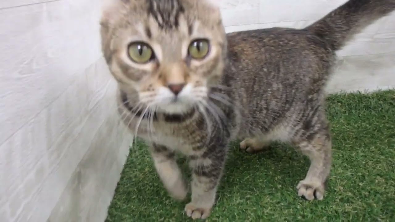 00575622 アメリカンカール