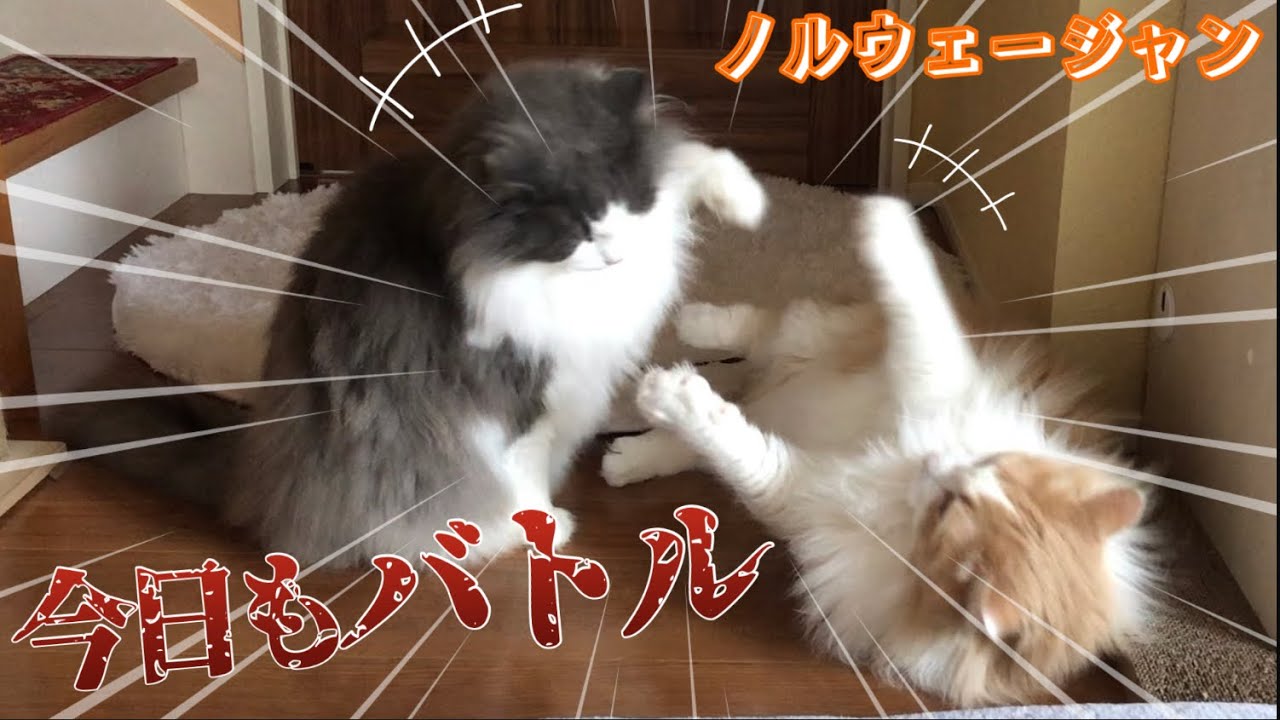 【猫のケンカ】今日もケンカするノルウェージャンフォレストキャット…