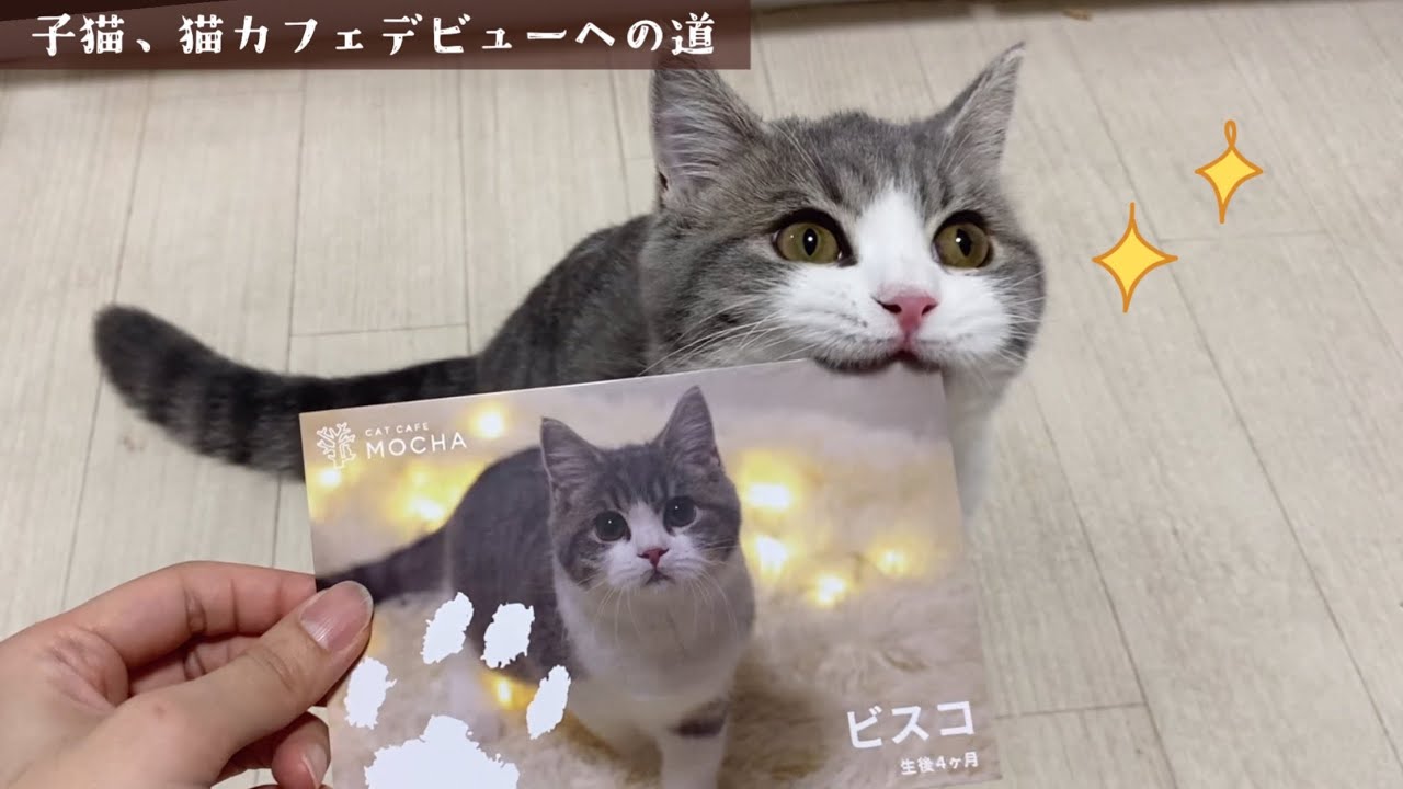 いよいよ猫カフェデビュー！＆皆様に素敵なお知らせ！【スコティッシュフォールド】
