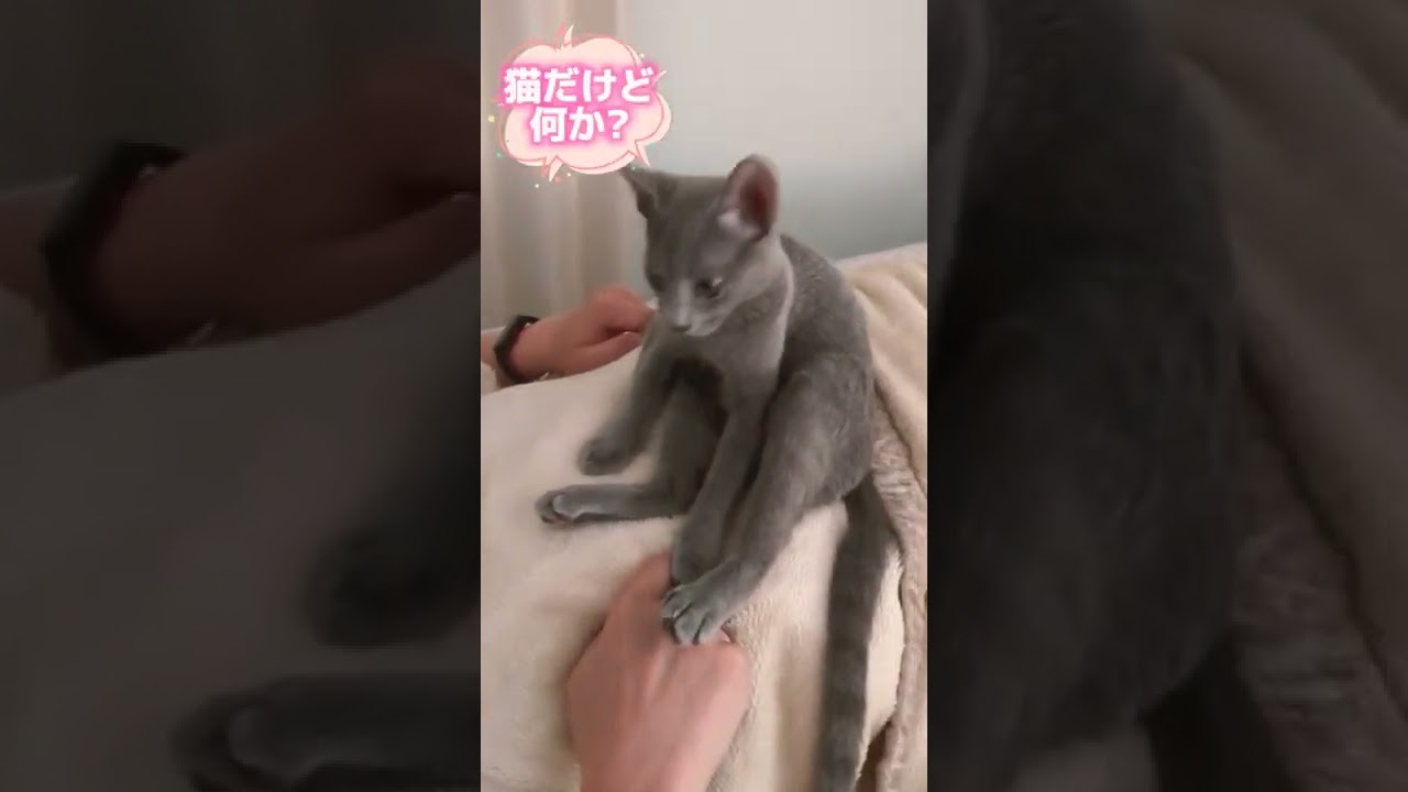 パパ大好き猫とわちゃん💗  #ロシアンブルー #russianblue  #子猫