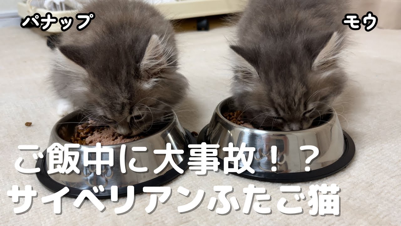 子猫サイベリアン初めてのご飯中に大事件！？