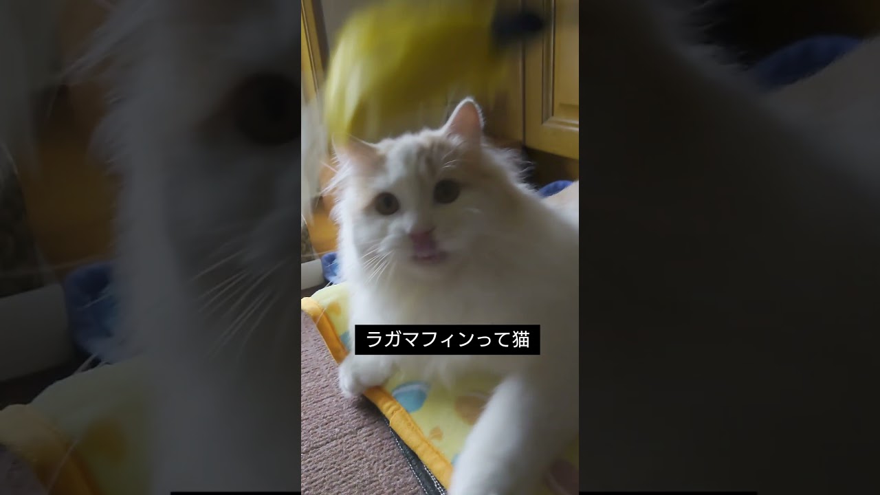 この猫種[ラガマフィン]を飼う前に覚悟しなきゃいけない事