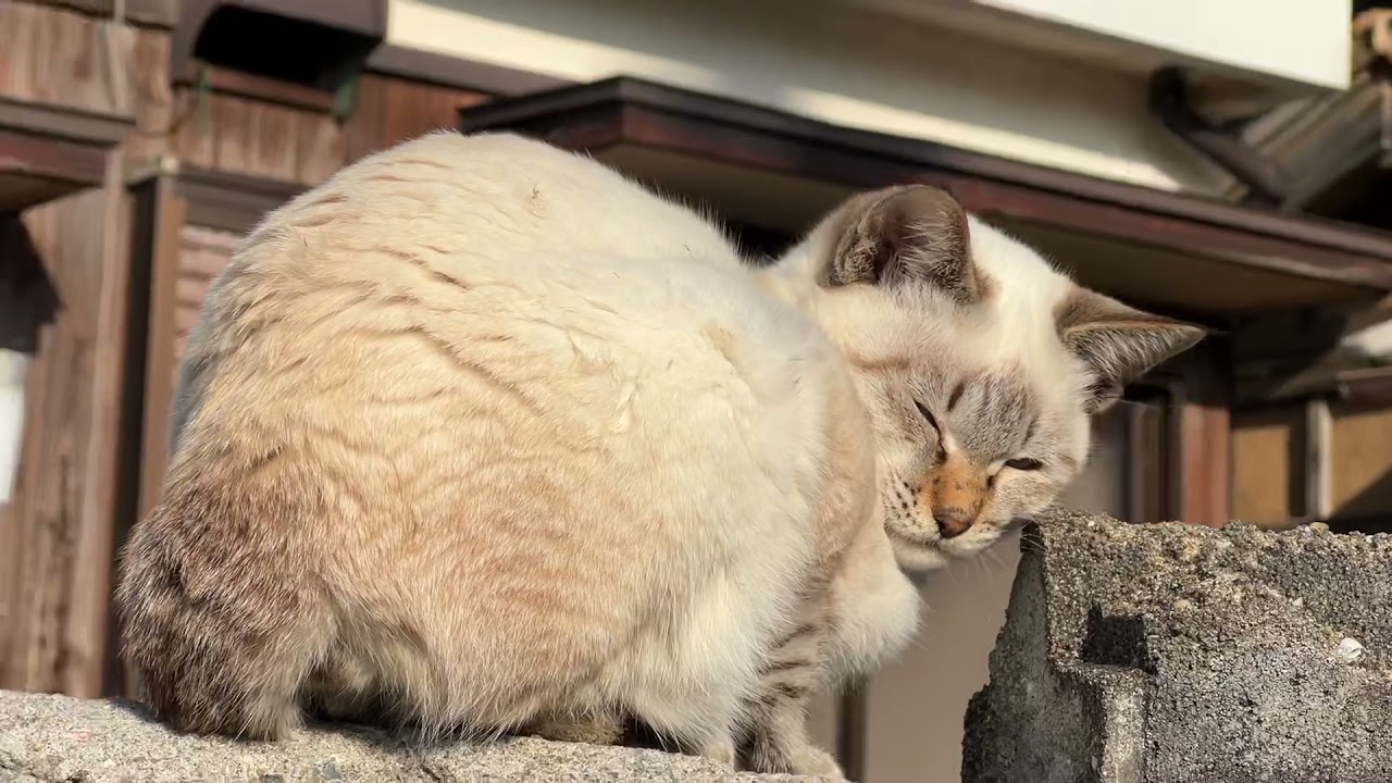 塀の上のシャムミックス猫さん
