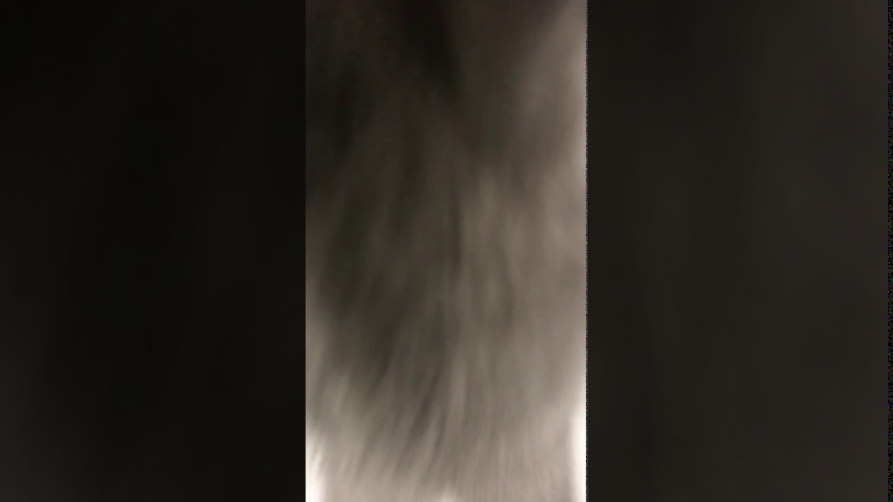 シャルトリュー😸　 訳有り価格　・　通常販売の子猫ちゃん　アゴはネコ