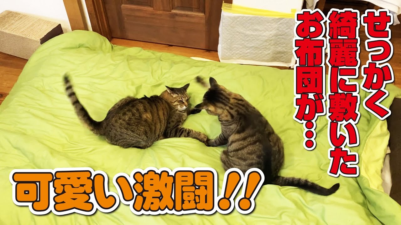 【審判も猫】日本一安心して観戦していられるプロレス会場！