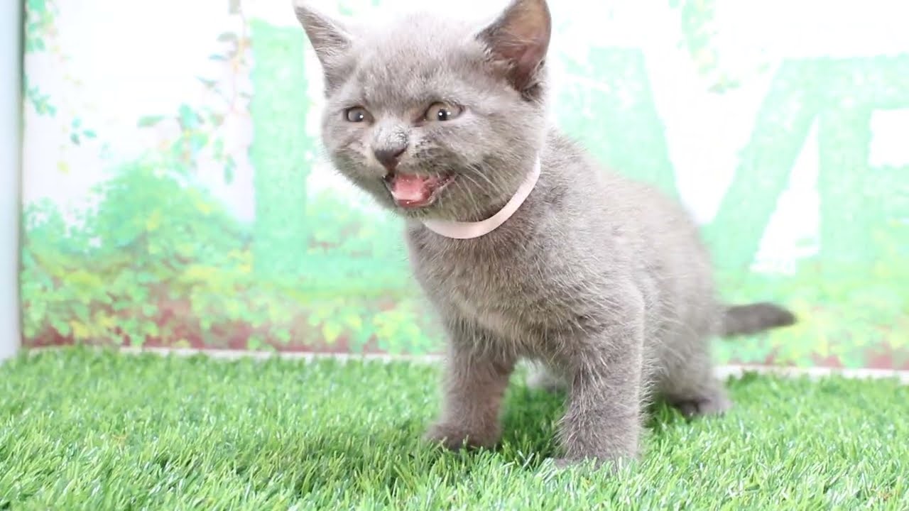 Coo&RIKU　No602101　ブリティッシュショートヘアー