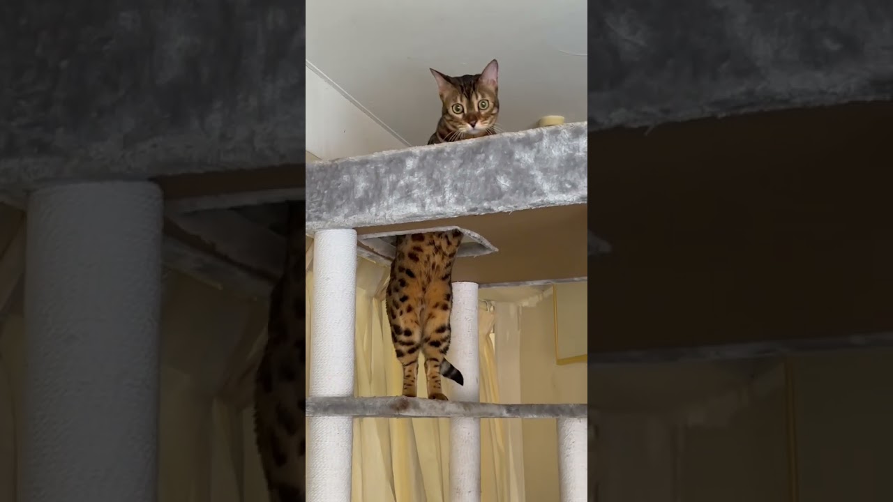 キャットタワーを探検するベンガルちゃん🤍