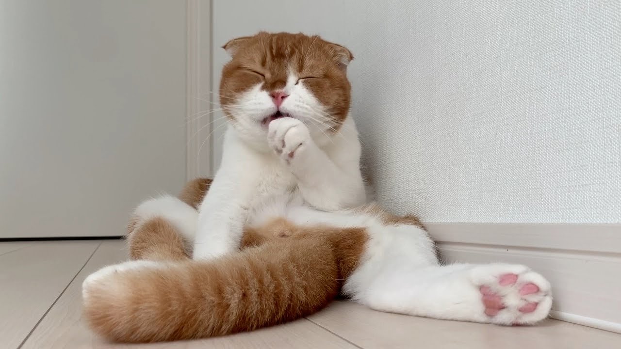 柔らかくスコ座りする猫【スコティッシュフォールド】