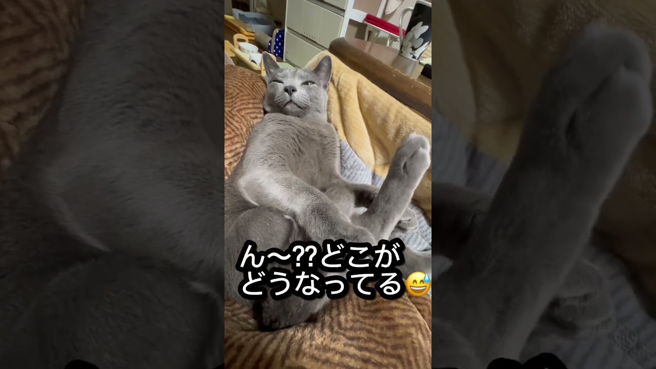 【ロシアンブルー】めろん超リラックス😌人ですね😳【猫】#shorts