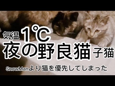 気温1℃夜の野良猫たち#子猫 #野良猫