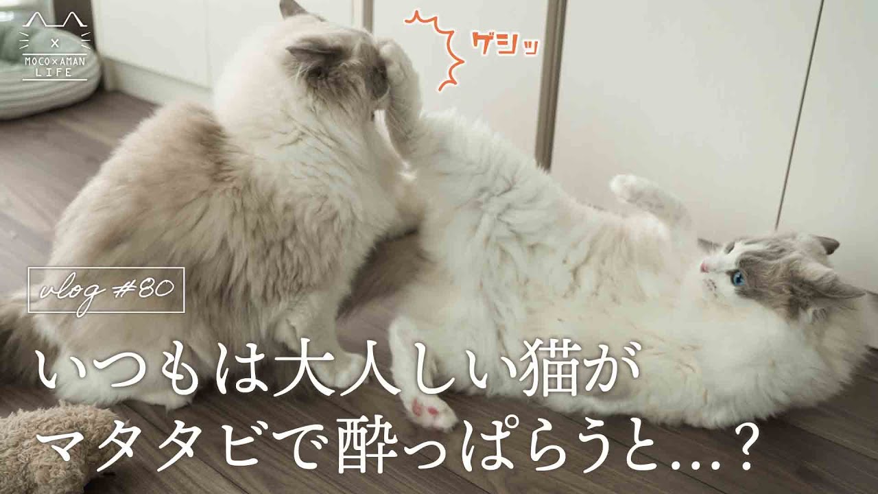 いつもは大人しい猫がマタタビで酔っぱらうと…？｜ラグドール猫 #80