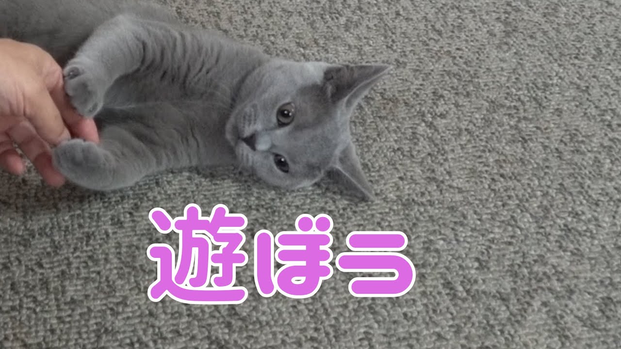 お茶目で可愛いシャルトリュー。主の祝福の時間           【シャルトリュー】