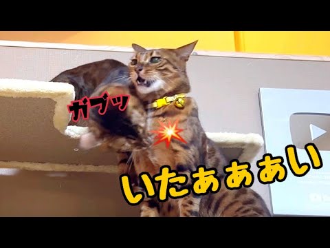 ズル賢い父猫vsサイコパス息子猫！噛みまくりの親子喧嘩勃発
