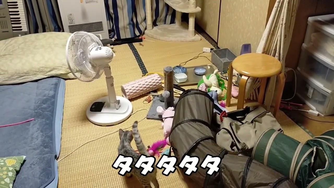 【エジプシャンマウはる】　キャットタワーと出会ってみたの巻