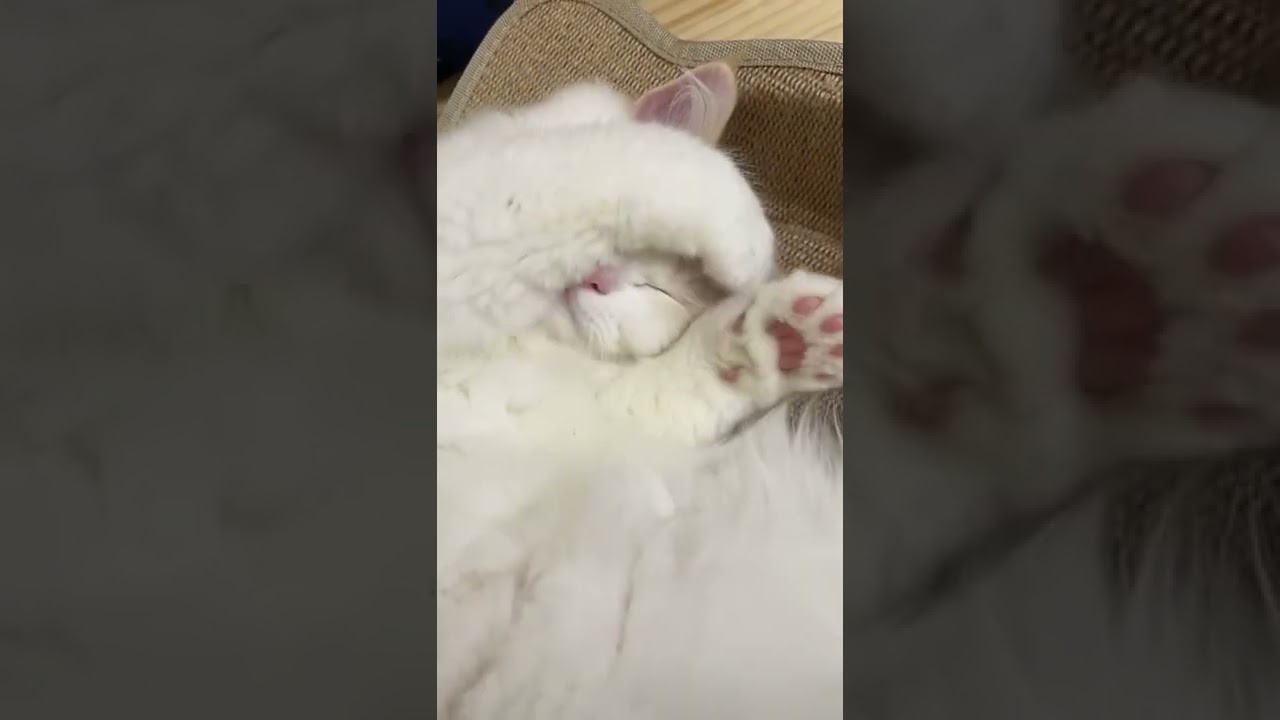 【ラガマフィン】寝てる時に肉球こちょこちょしてみた結果www【猫】