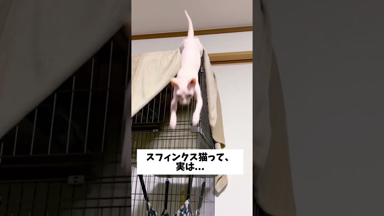 スフィンクス猫のずば抜けた能力 #shorts