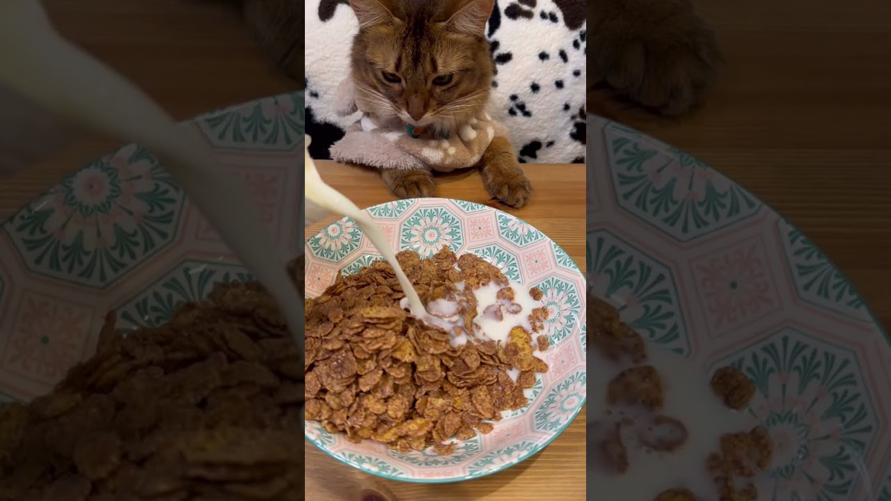 猫と人の似てるね