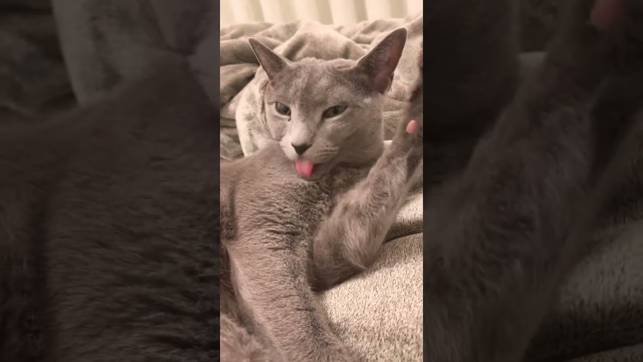 ロシアンブルーの毛づくろい #癒し猫動画 #しっぽ吸い