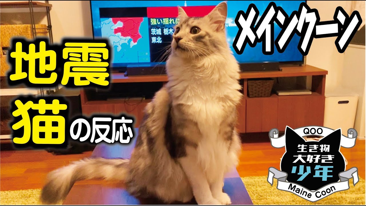 【メインクーン】地震がきた時の大型猫の反応。災害時のペットの避難は？