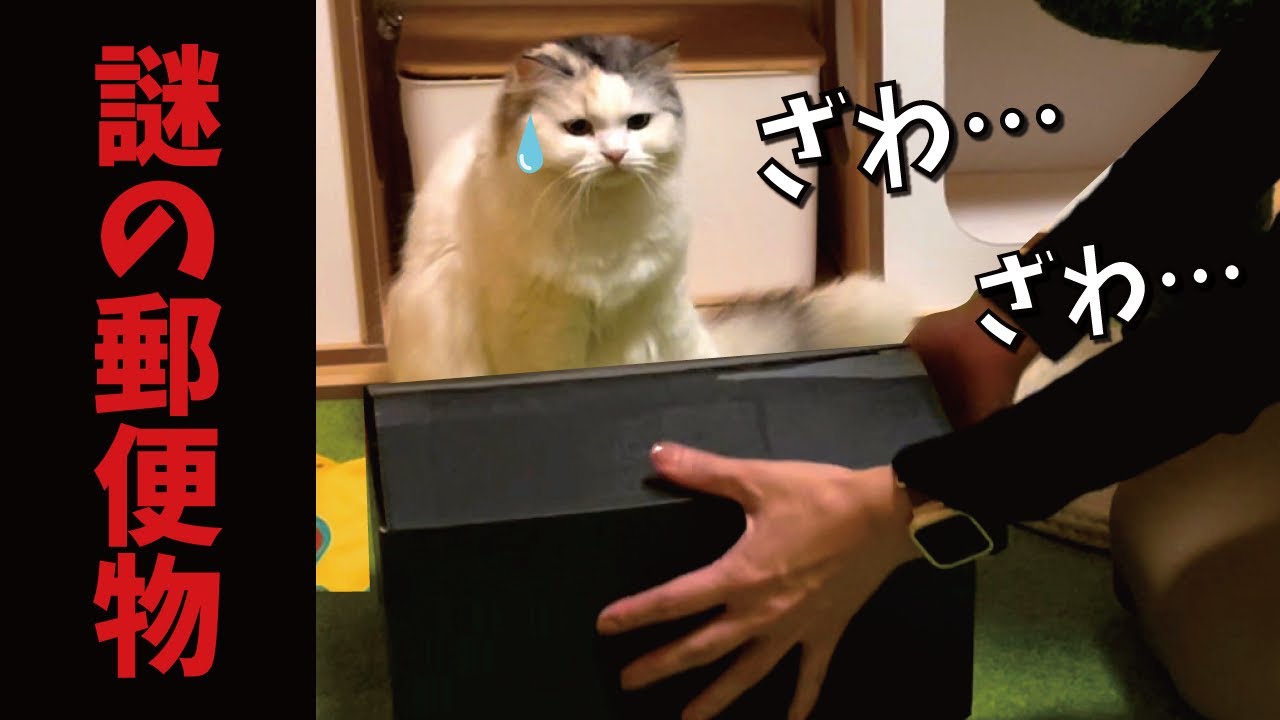 すごい所から謎の黒い箱が届きました…【関西弁でしゃべる猫】