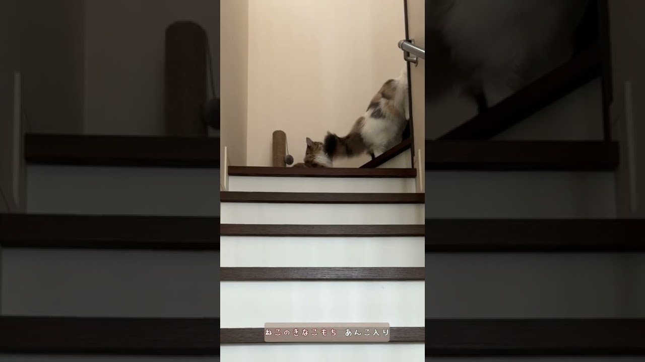 【ノルウェージャンフォレストキャット】階段で・・・