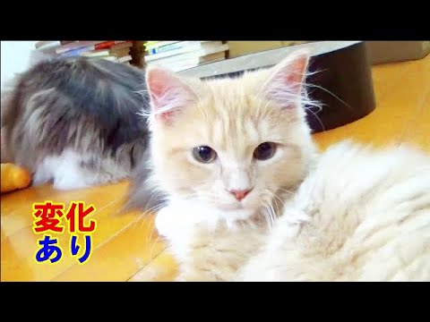 生後４ヶ月のラガマフィンの男の子 - 先住猫にも変化がありました