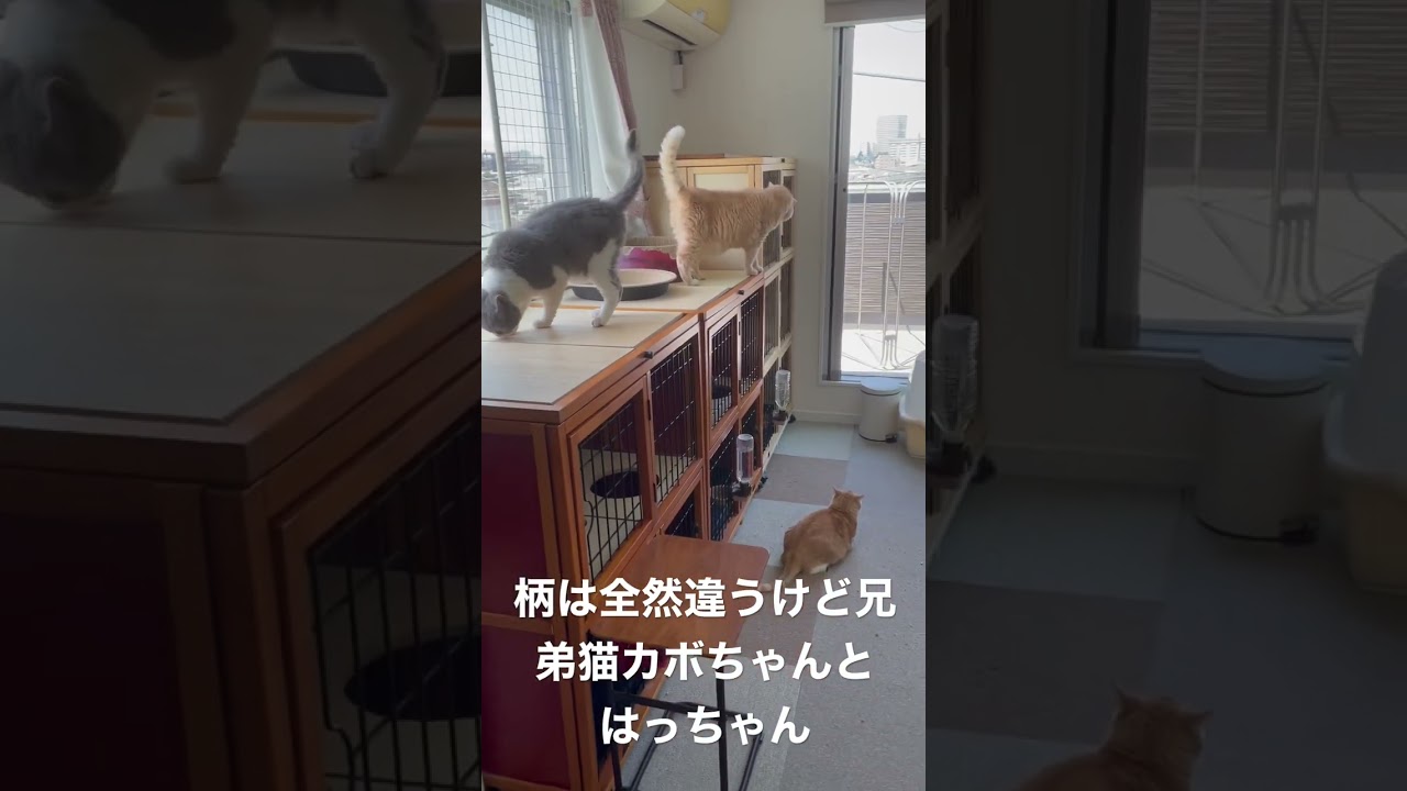 セルカークレックスの兄弟