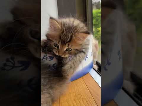 姉ちゃんのしっぽにかじりつく子猫【サイベリアン・仔猫】 #shorts
