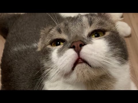 【アメリカンカール】かわいい瞬きね【たぴ】