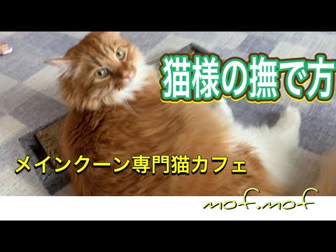 『猫様の撫で方』メインクーン専門猫カフェmof.mof