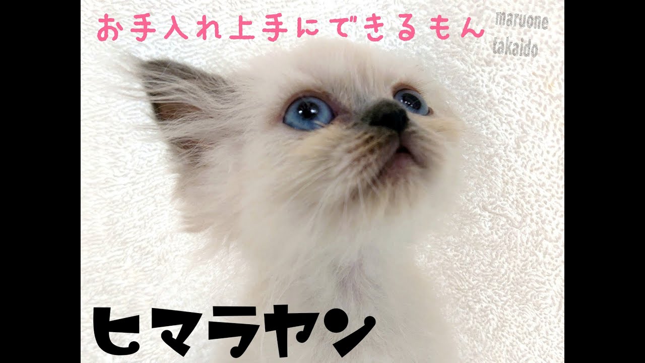 【ヒマラヤン】お手入れ上手に出来ます♪