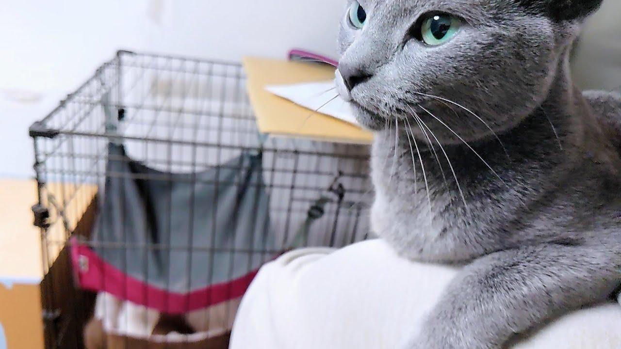 【猫動画】嫁の肩を狙うロシアンブルー【russianbule】Russian blue aiming at bride's shoulder
