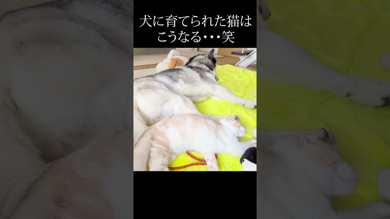 子猫が脚に乗って動けずじっとしてるハスキー犬...#shorts