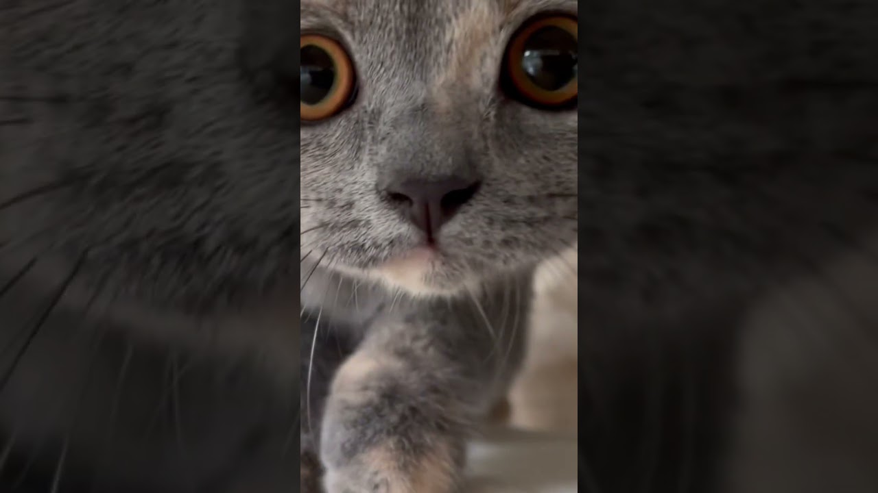 至近距離なブリのうずめ #ブリティッシュショートヘアー #子猫 #猫 #猫のいる暮らし #ブリのうずめ #ペット #britishshorthair #cat #gatos