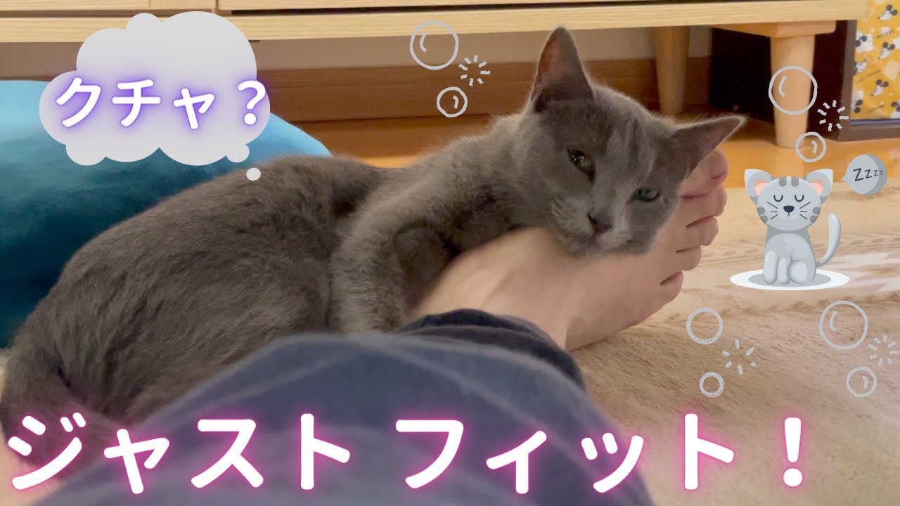 パパの足に吸い付いた猫（ロシアンブルー）