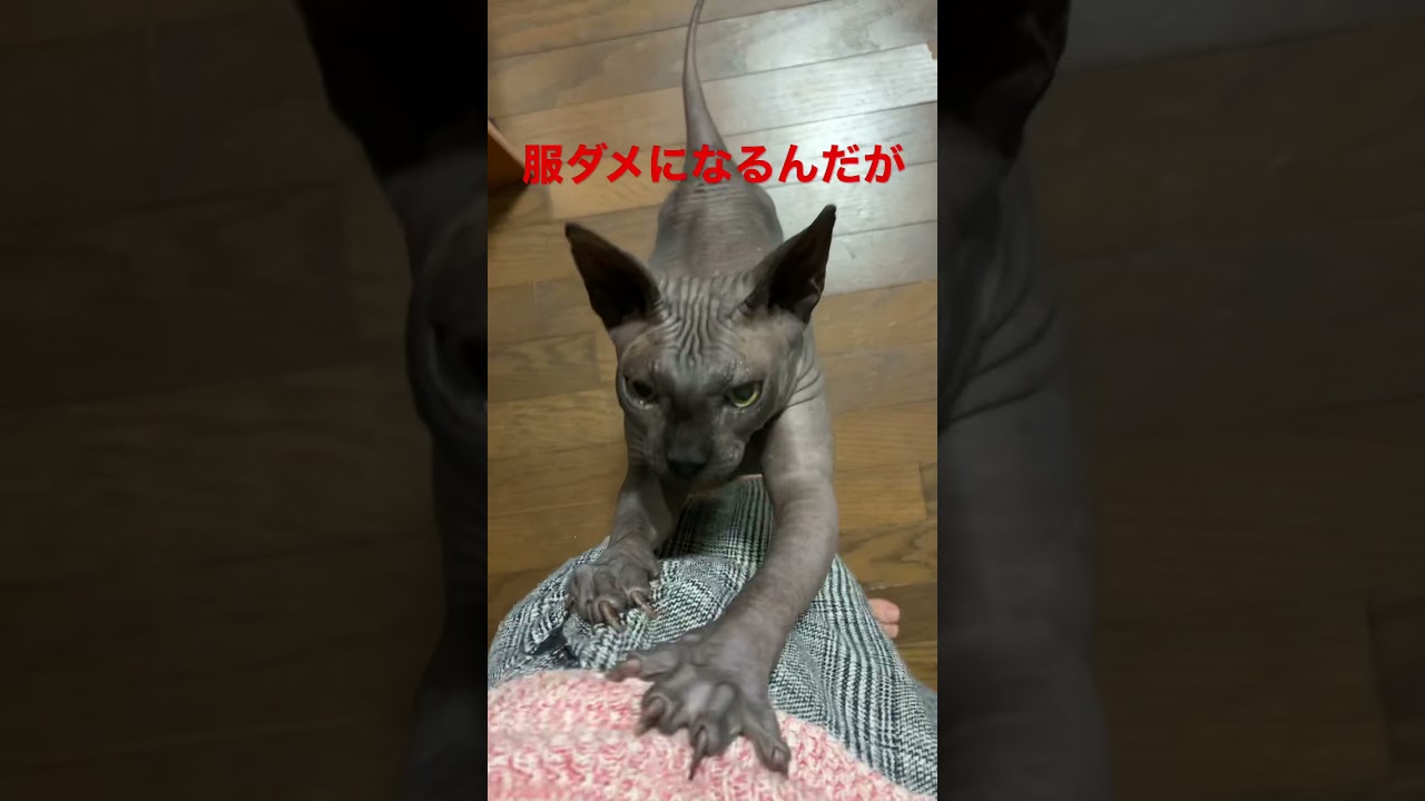 エサの時間を感じ取るスフィンクス猫