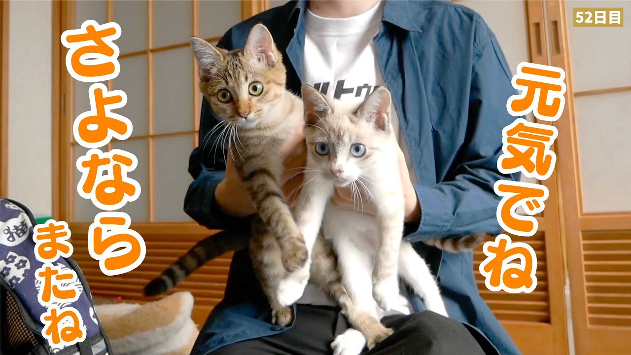 【お別れ】子猫たちを新しい里親さんにお渡ししました