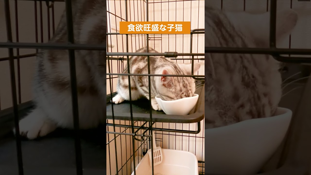 食べる勢いがすごい子猫【アメリカンショートヘアー】  #shorts #猫動画  #子猫