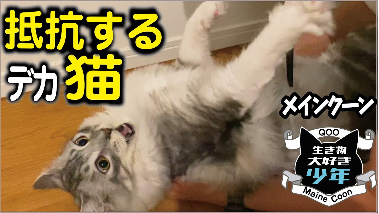 【メインクーン】抵抗する時の、大型猫の鳴き声